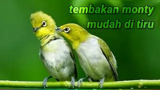 masteran pleci monty nembak paling mudah ditiru