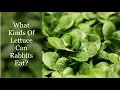 What Kinds Of Lettuce Can Rabbits Eat