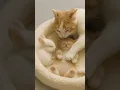 Download Lagu Heart-Melting! Cat, Bunny \u0026 Kitten's Adorable Nap Time
