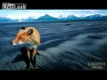 Download Lagu Grizzly Man (Audio of Bear Attack)