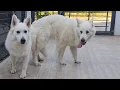 Did You Know White German Shepherds Exist