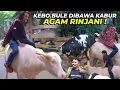 Download Lagu KEBO BULE GUE MAU DIBAWA KE RINJANI !! TAPI MAS AGAM AUTO NGACIR LIAT BURUNG UNTA 🤣