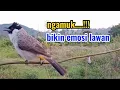 Lagu SUARA BURUNG KUTILANG JANTAN GACOR NGAMUK BIKIN EMOSI LAWAN
