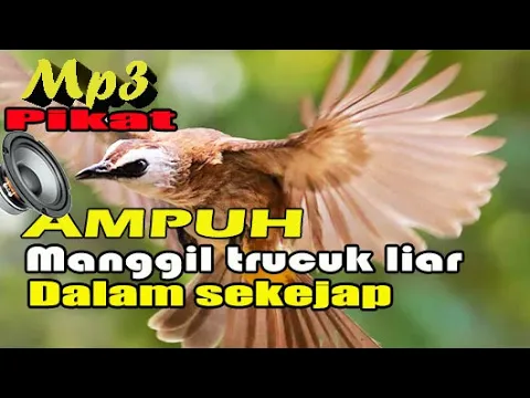 Suara pikat Burung Trucukan Paling Ampuh Untuk Pikat mp3 sekali di nyalakan datang sekebon
