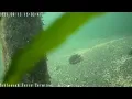 Tahlequah Marine Camera Livestream