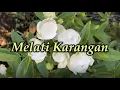 Download Lagu Melati Karangan - Cover by Ruslan Kamaluddin