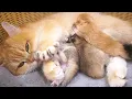 Mom cat is kneading her tiny biscuits So cute