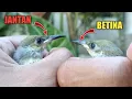 Download Lagu membedakan burung Cucak Kombo itu sangat mudah || anak kecil juga bisa asal lihat 3 bagian ini