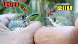 membedakan burung cucak kombo itu sangat mudah anak kecil juga bisa asal lihat 3 bagian ini