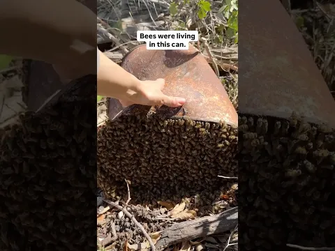 Can of Bees Update, One Year Later