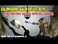 Lagu KALIMOSODO SALIN WUJUT DADI BUTO !!!KYAI KANTONG BOLONG KEPEKSO TANDANG