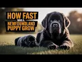 Newfoundland puppy 0-8 weeks old A growth compilation of the first two months