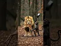 Download Lagu Monkey strikes lion hard to free the little deer#lion#wildliferescue #wildlife