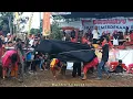 Download Lagu AKSI KERAS GANAS BANTENGNYA, EPS2. KRIDO MANGGOLO UTOMO BANJARAN SALATIGA