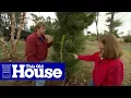 How to Transplant Mature Trees This Old House