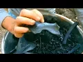 Beautiful Biochar