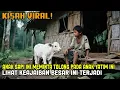 Download Lagu VIRAL! ANAK SAPI INI MEMINTA TOLONG PADA ANAK YATIM INI LIHAT KEAJAIBAN BESAR INI TERJADI