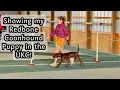 vlog Redbone Coonhound Puppy FIRST UKC Conformation Dog Show HE S A STAR
