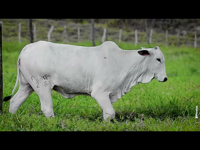 Novilha Nelore FBRA - 275