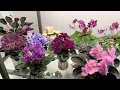 African Violets - August 2026