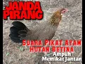 Download Lagu Suara Pikat Ayam Hutan Betina Ampuh! Dijamin Datang Jantan 🔥
