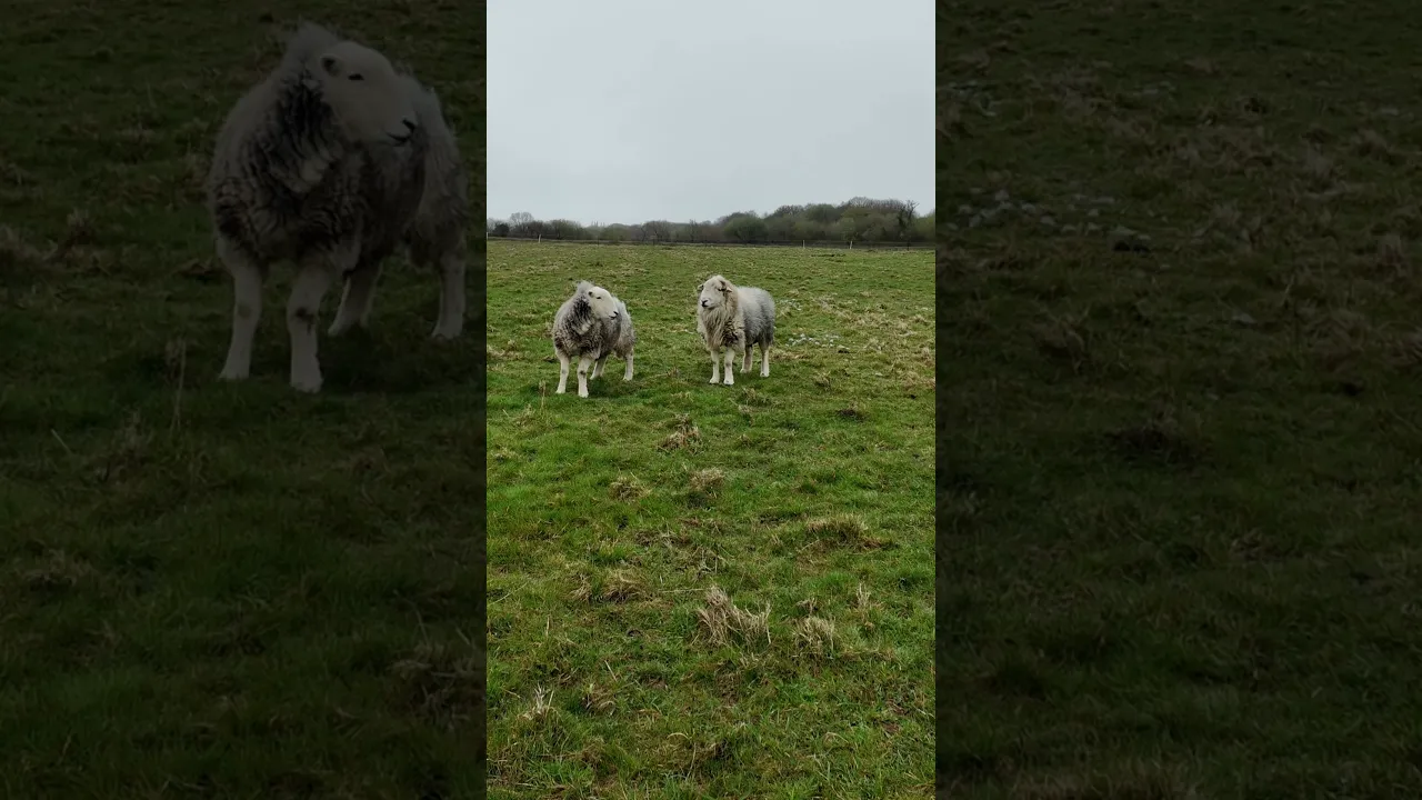 Visiting the rams.