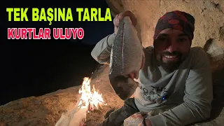 DAĞDA TEK BAŞIMA TARLA İŞİ..KARNIMI DOYURMAM LAZIM..KURTLAR ULUYO.SOĞUK