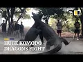 Download Lagu Two huge Komodo dragons fight on Indonesian island