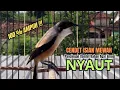 Download Lagu burung cendet gacor FULL MATERI buat PANCINGAN CENDET AGAR BUNYI,, jadikan BURUNG PENTET GACOR MEWAH