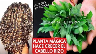 1 SOLA PLANTA MÁGICA🌱 que tienes en casa hizo CRECER mi cabello RIZADO!😱