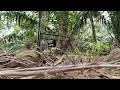 Download Lagu Murai kampung/Cacing garang 2023