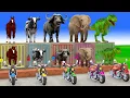 Long Slide Game with Cow Elephant Gorilla Hippopotamus Tiger 3d Animal Game Funny 3d Animals