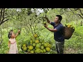 Download Lagu Harvesting the orange garden and bring it to the market to sell-Taking care of chickens and ducks. MP3