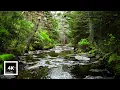 Gentle Creek Sounds in Misty Appalachian Forest 4K Nature Ambience for Deep Sleep