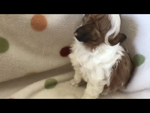 動画