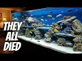 Download Lagu A Filter Killed All Of My Fish, Or Was It My Fault?