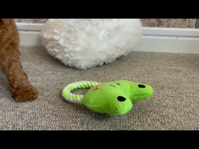 動画