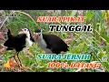 Download Lagu SUARA PIKAT RUAK RUAK TUNGGAL 100% AMPUH SUARA JERNIH  MP3