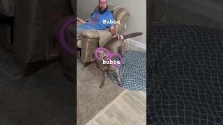 Funny Dog Bubba Cute Funny Funnyanimalvideo 