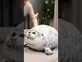 Fat Seal Plush Pillow Cushion