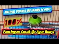 Download Lagu Suara burung cucak ijo di alam liar gacor full durasi
