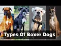7 Different types of boxer dogs - Which is Perfect for You 2025