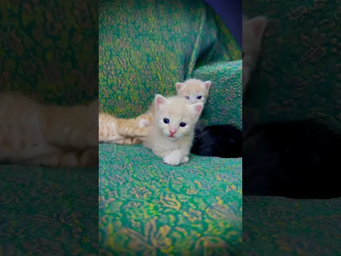 يا عيني على جلسة القط الحلوة 😍💛