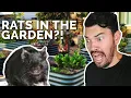 How to Prevent and Control RATS in Your Garden