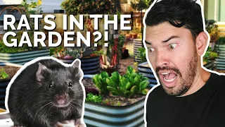 How to Prevent and Control RATS in Your Garden