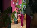 Download Lagu Repotting my large monstera #repottingninja #repottingplants #plantcare #houseplants