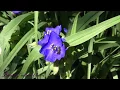 Spider lily flower spiderwort Tradescantia x andersoniana Kerti Tradeszkancia kerti pletyka