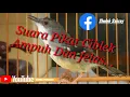 Download Lagu Pikat Burung Ciblek \u0026 Masteran #Ciblek #Masteran • #MediaPosang