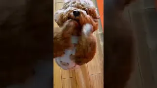 يا لهوي يا خرابي يا دهوتااااي محمد هنيدي    دندنها