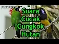 Download Lagu Suara Kicauan Burung Panggilan Cucak Cungkok Hutan Full Jernih Kencang